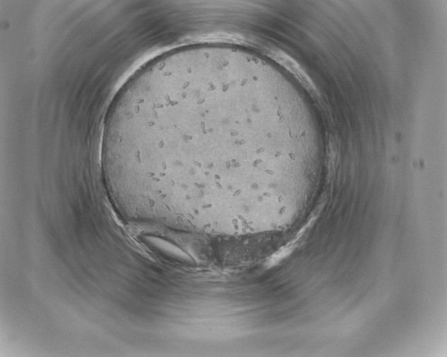 X0000087681228200706011646