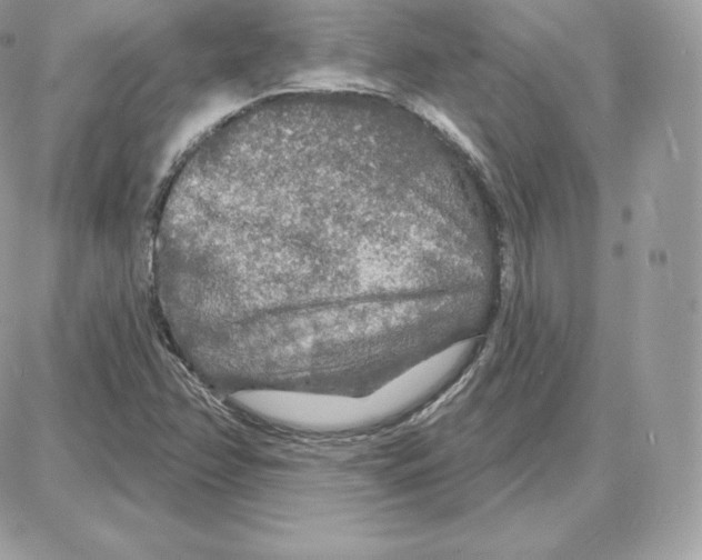 X0000087681358200706011644