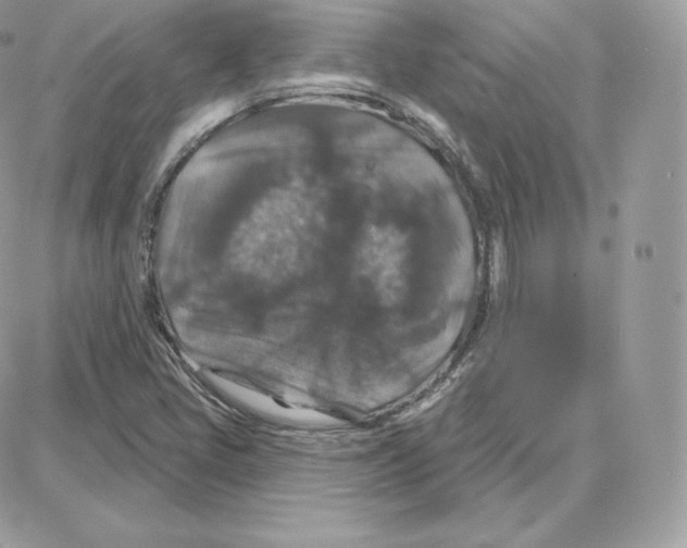 X0000087681405200706011642