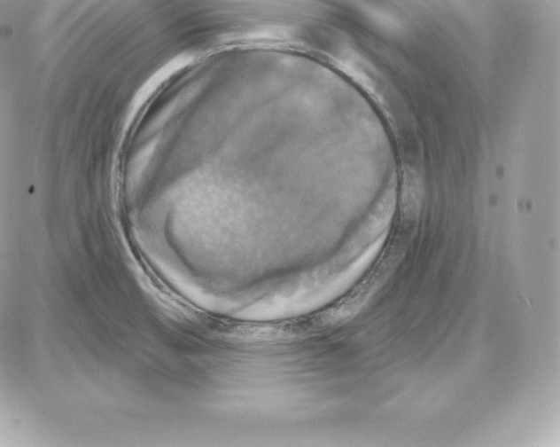 X0000087681474200706011642