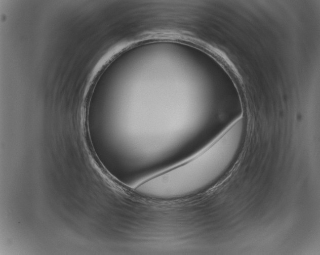 X0000087691424200705040810