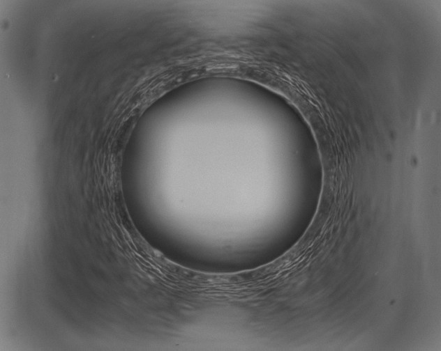 X0000087691445200705040809