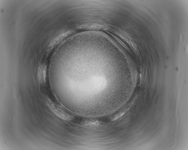 X0000087690206200705041046