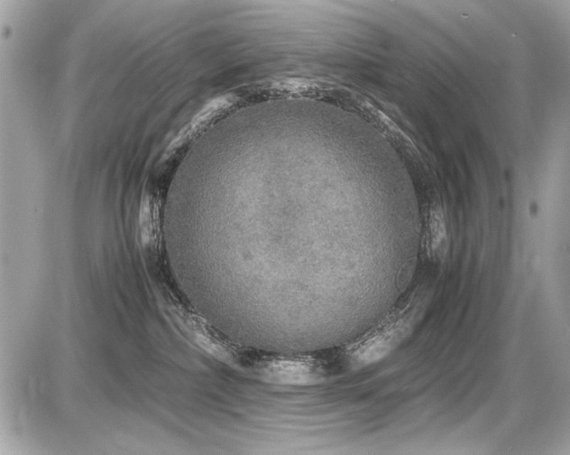 X0000087690236200705041046