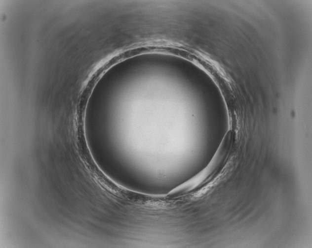 X0000087691264200705041029
