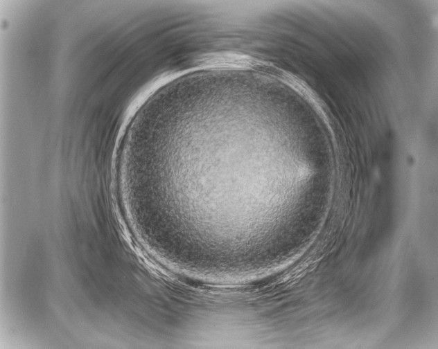 X0000087691488200705041025