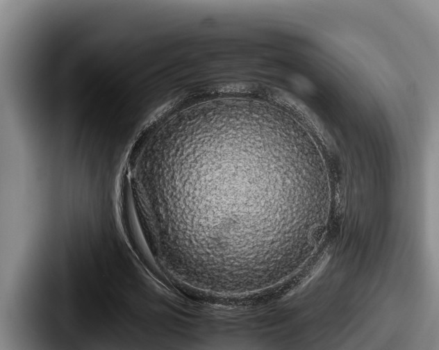 X0000087690725200705111320