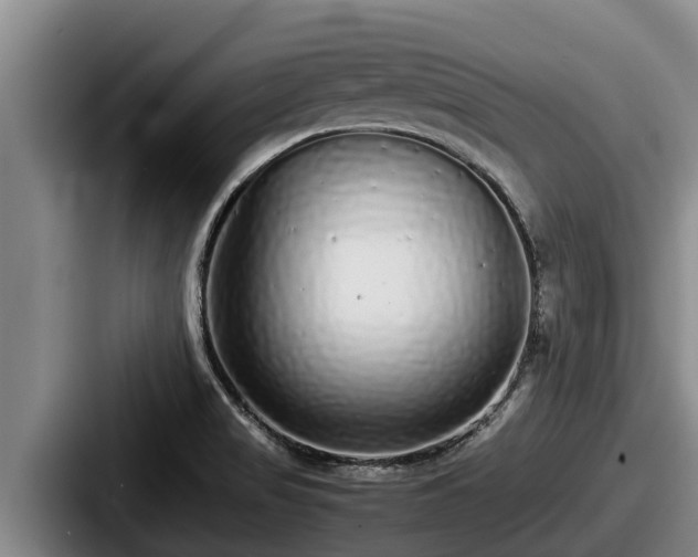 X0000087691517200705111310