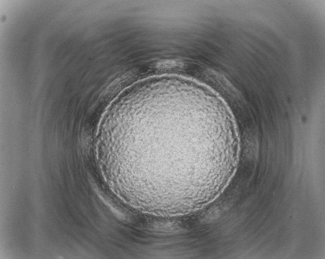 X0000087690375200705181801