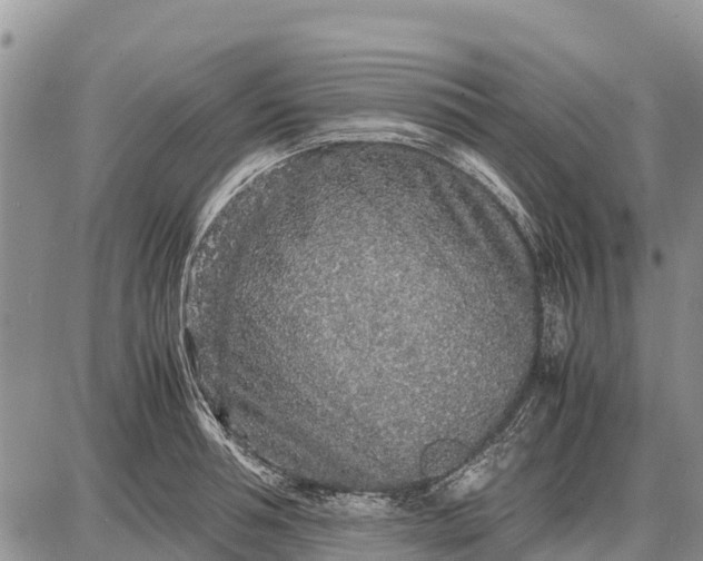 X0000087690994200705181750