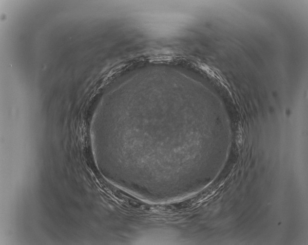 X0000087691445200705181743