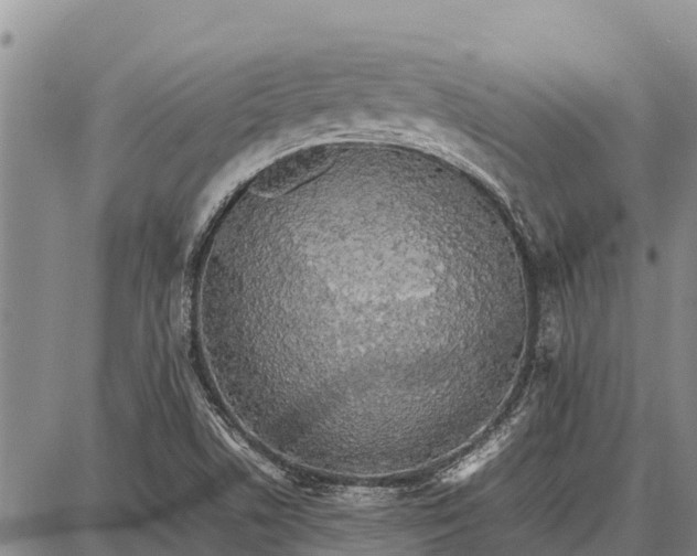 X0000087691506200705181741