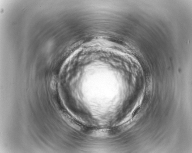 X0000087690078200705251719