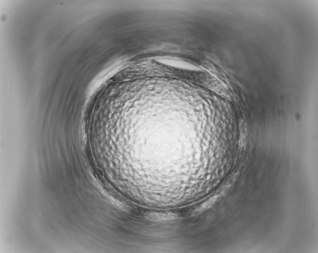 X0000087690245200705251715