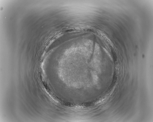 X0000087690593200705251710