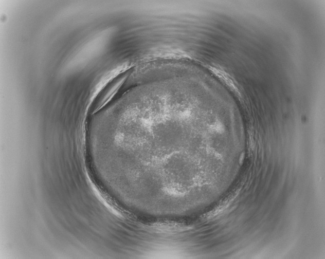 X0000087690630200705251709