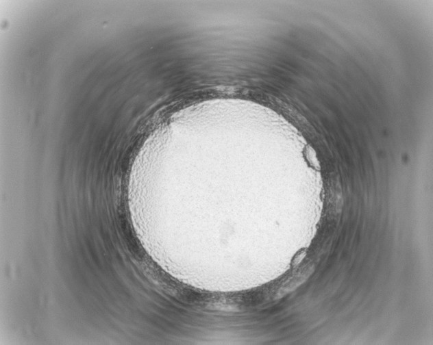 X0000087690656200705251710