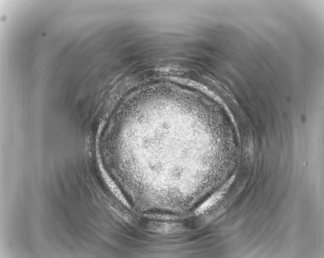 X0000087690663200705251710