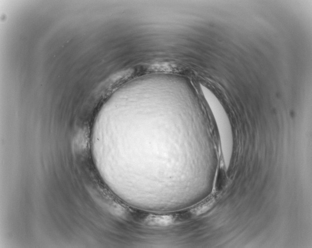 X0000087690665200705251710