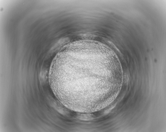 X0000087690671200705251710