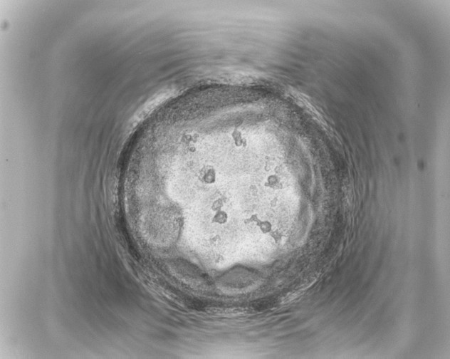 X0000087690679200705251709