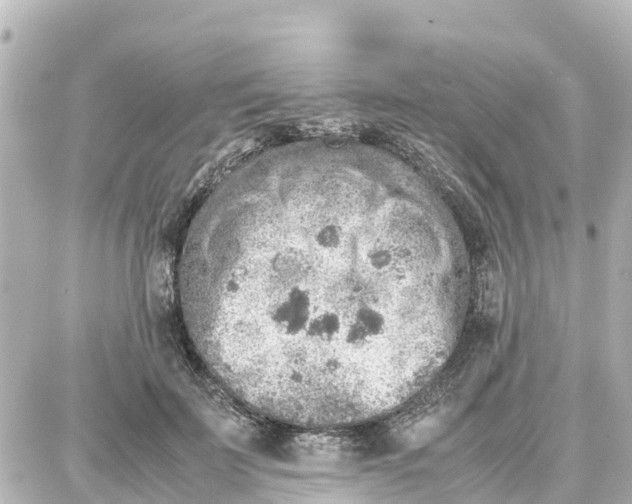 X0000087690699200705251709