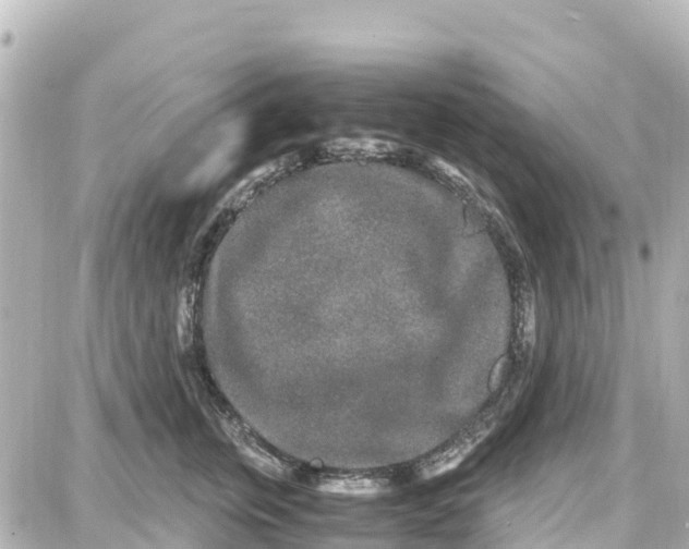 X0000087690759200705251708