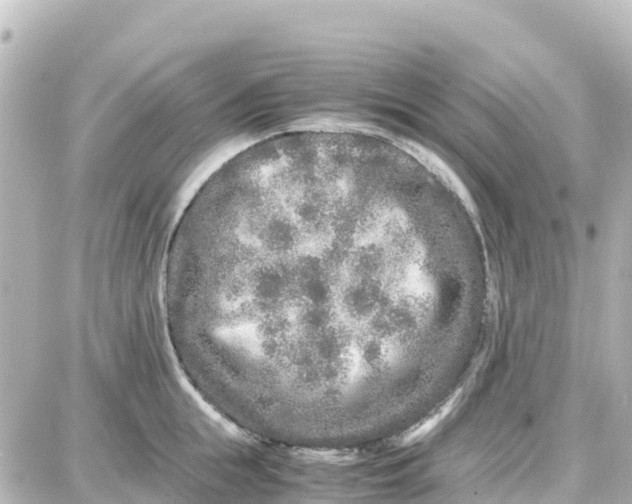 X0000087690855200705251707