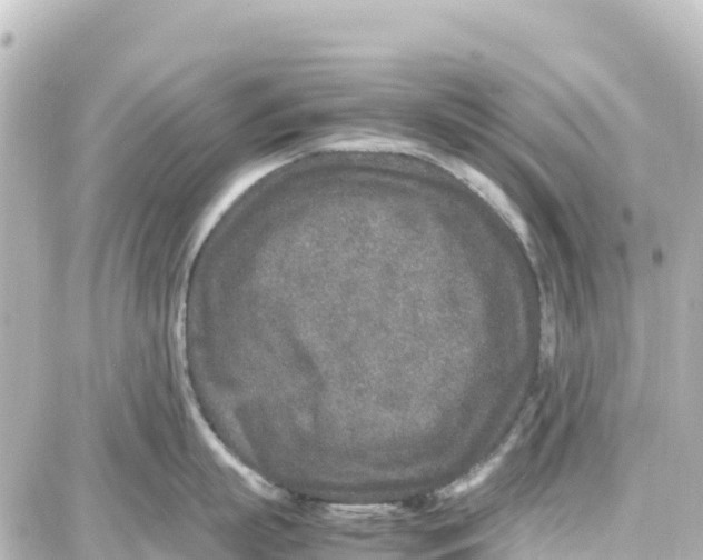 X0000087690863200705251707