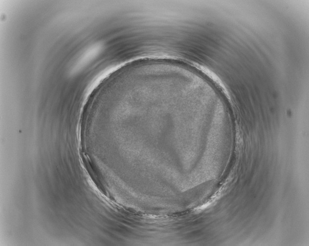 X0000087690935200705251705