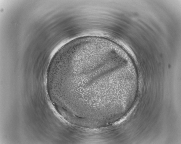 X0000087690944200705251705