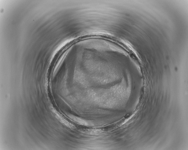 X0000087691024200705251703