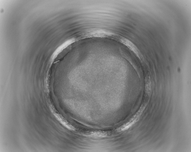 X0000087691026200705251703