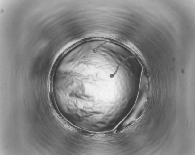 X0000087691028200705251703