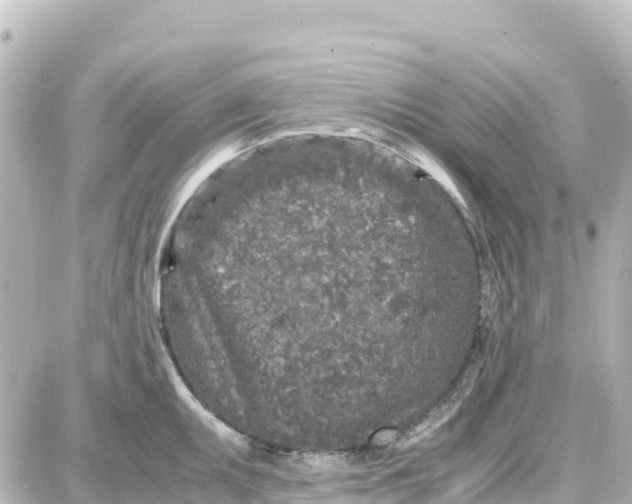 X0000087691095200705251702