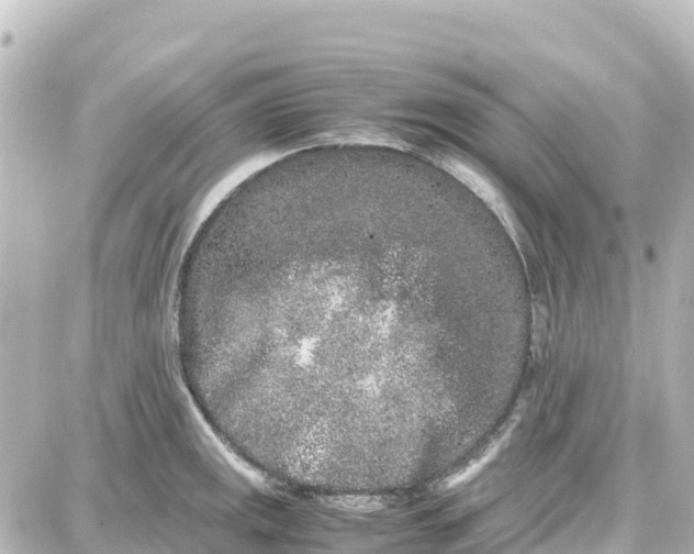 X0000087691141200705251702