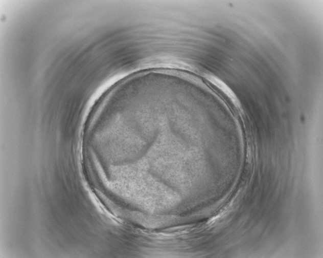 X0000087691144200705251702