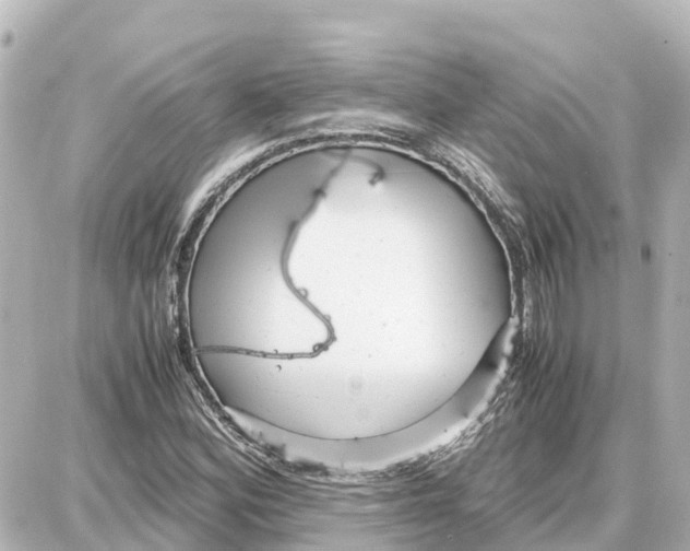 X0000087691164200705251701