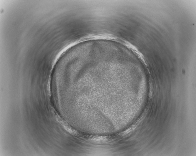 X0000087691174200705251701