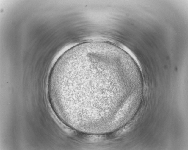 X0000087691195200705251701