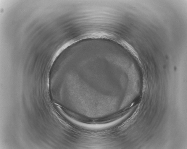 X0000087691226200705251700