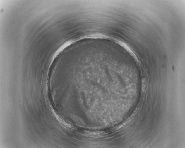 X0000087691229200705251700