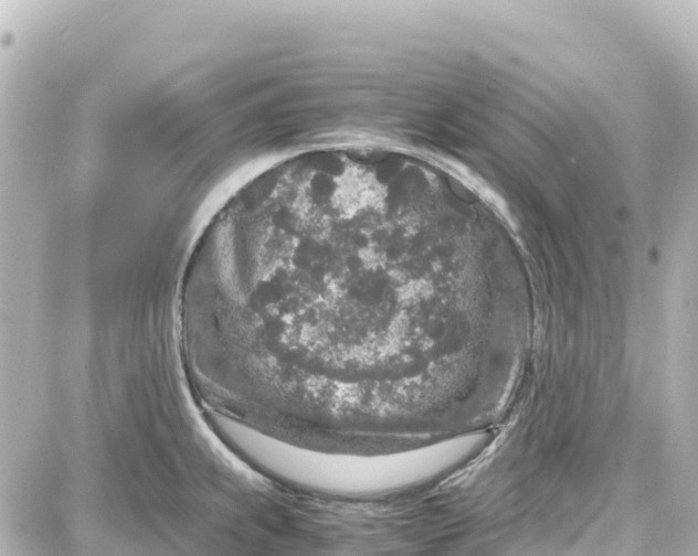 X0000087691239200705251700