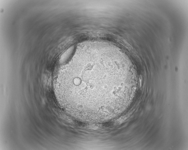 X0000087691251200705251700