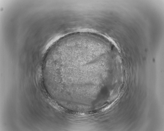 X0000087691263200705251700