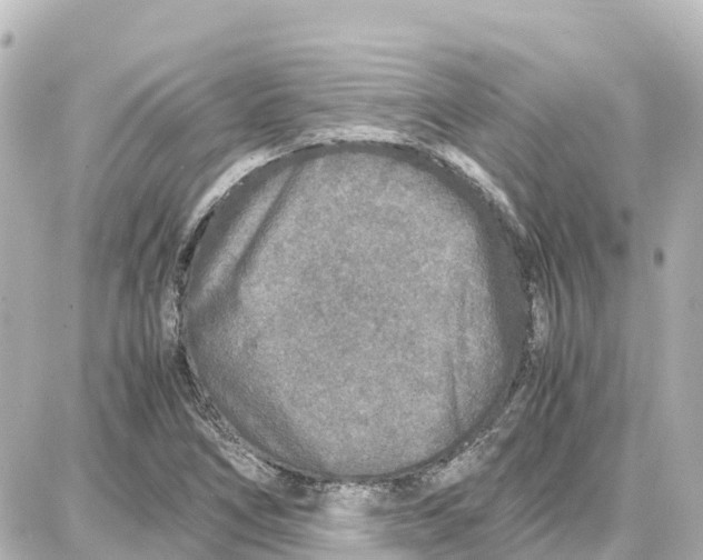 X0000087691266200705251700