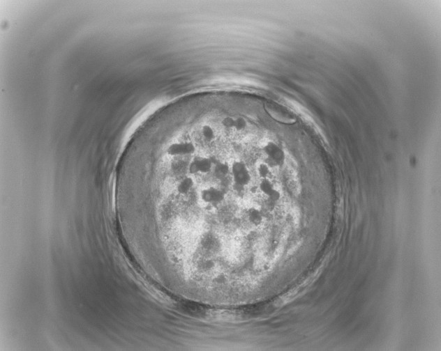 X0000087691275200705251659