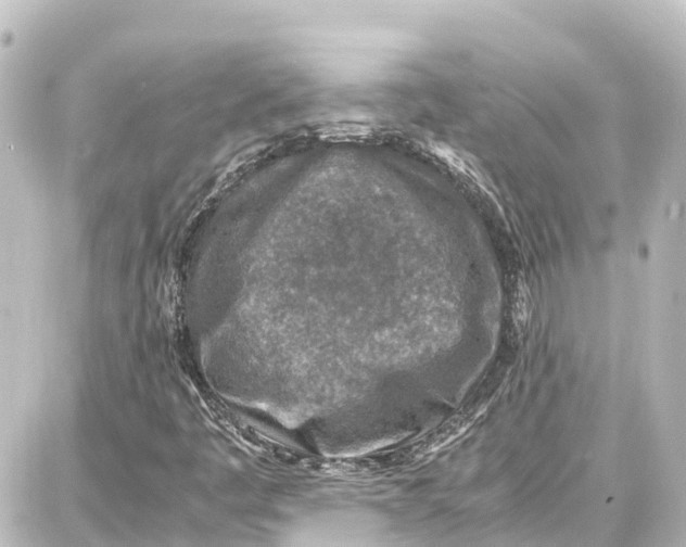 X0000087691445200705251657