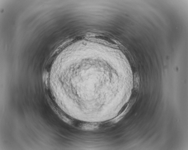 X0000087690094200706011730