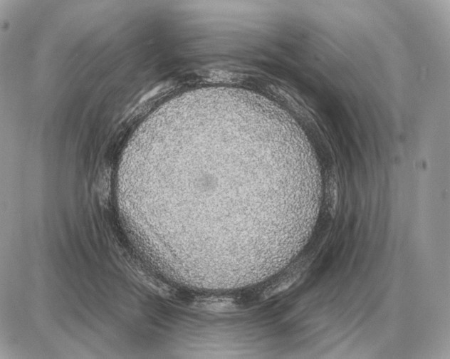 X0000087690554200706011722